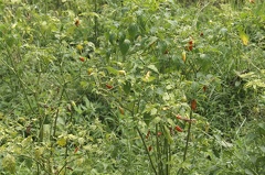 Quelques végétaux  23