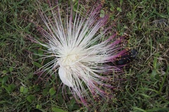 Quelques végétaux  24