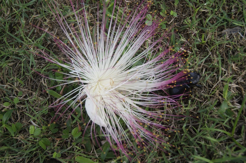 Quelques végétaux _24.JPG