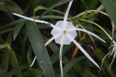 Quelques végétaux  25