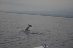 Les dauphins à Lovina 03