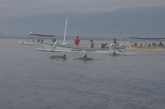 Les dauphins à Lovina 04