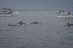 Les dauphins à Lovina 05