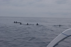 Les dauphins à Lovina 06