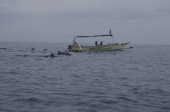 Les dauphins à Lovina 07