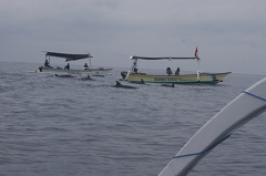 Les dauphins à Lovina 08
