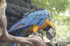 Au Bali Zoo