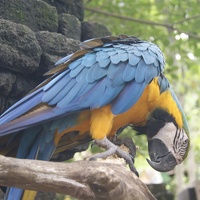 Quelques animaux