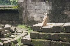 Au Bali Zoo 02