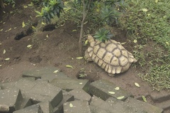 Au Bali Zoo 03