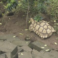 Au Bali Zoo 03
