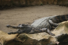 Au Bali Zoo 04