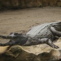 Au Bali Zoo 04