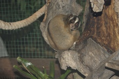 Au Bali Zoo 05