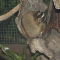 Au Bali Zoo 05