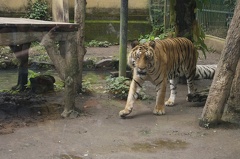 Au Bali Zoo 06