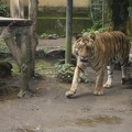 Au Bali Zoo 06