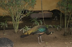 Au Bali Zoo 07