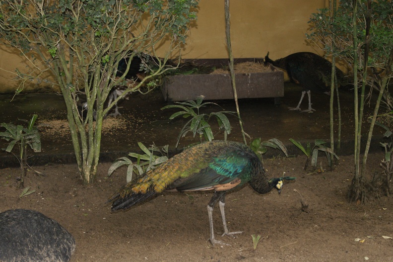 Au Bali Zoo_07.JPG