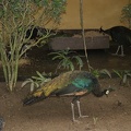 Au Bali Zoo 07