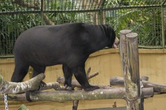Au Bali Zoo 08
