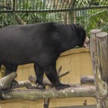 Au Bali Zoo 08