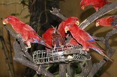 Au Bali Zoo 09