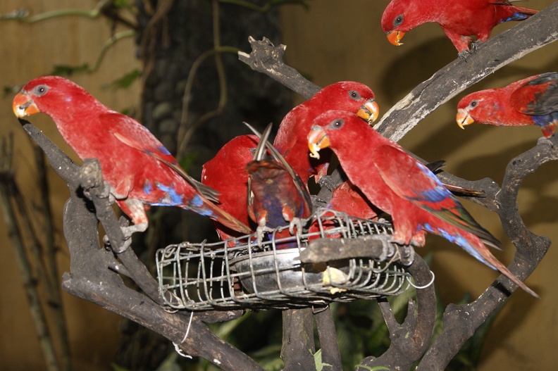 Au Bali Zoo_09.JPG