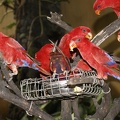 Au Bali Zoo 09