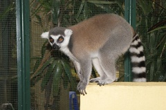 Au Bali Zoo 11
