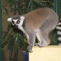 Au Bali Zoo 11