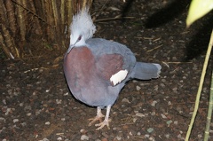Au Bali Zoo 12