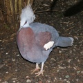 Au Bali Zoo 12