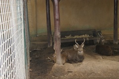 Au Bali Zoo 13