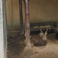 Au Bali Zoo 13