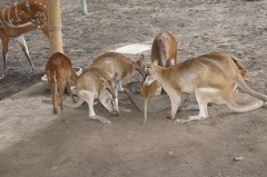 Au Bali Zoo 14