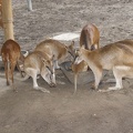 Au Bali Zoo 14