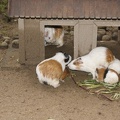 Au Bali Zoo 15