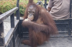 Au Bali Zoo 16
