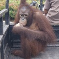 Au Bali Zoo 16