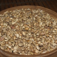Café Luwak
