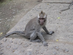 Avec des animaux  05