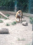 Avec des animaux  15